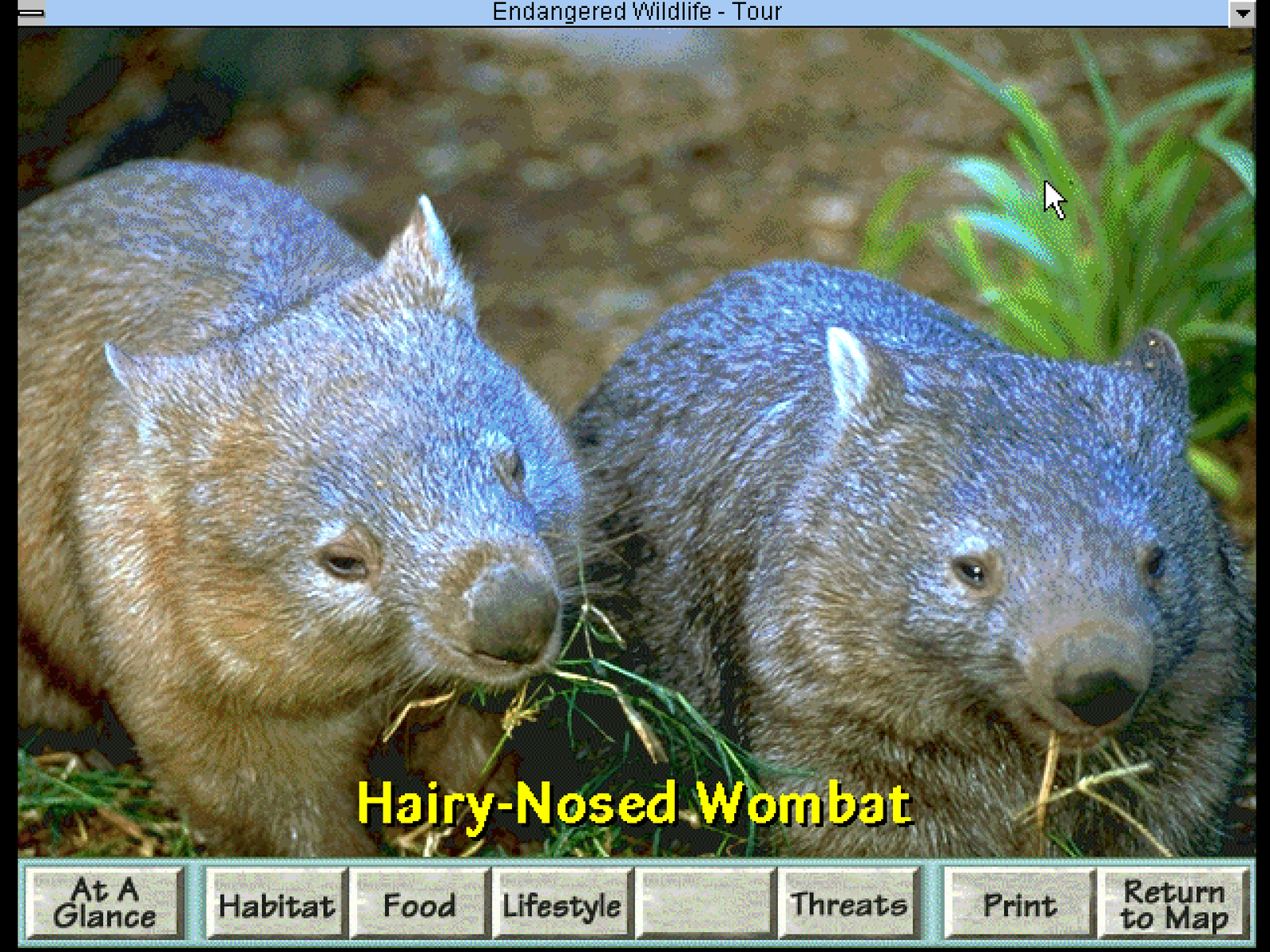 Gameplay of David Bellamy's Endangered Wildlife